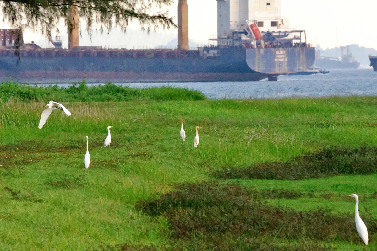 Eastern Cattle-Egret - ML657959371