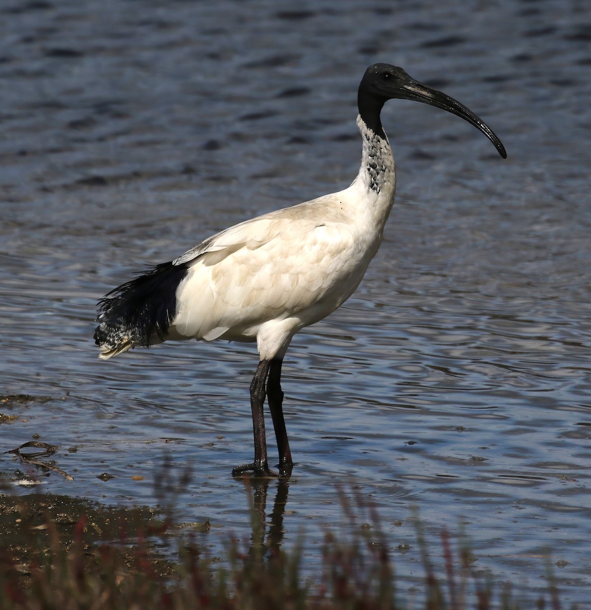 Australian Ibis - ML657959372