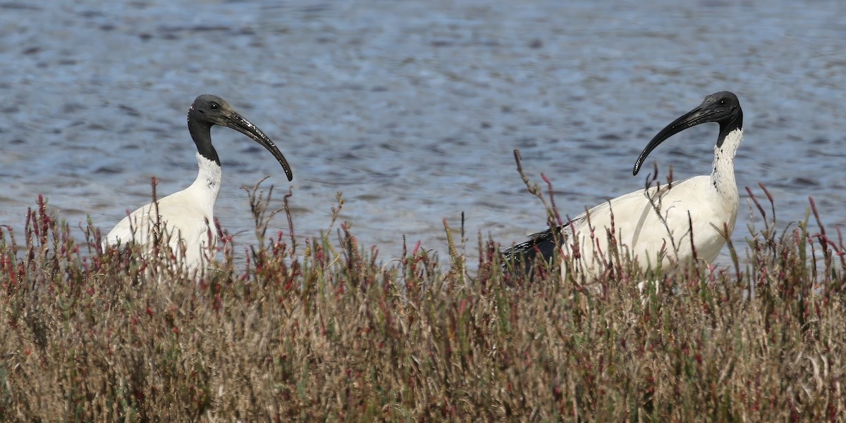 Australian Ibis - ML657959373
