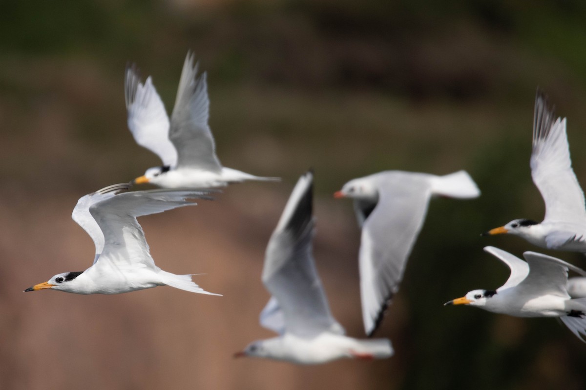 Chinese Crested Tern - ML657959374