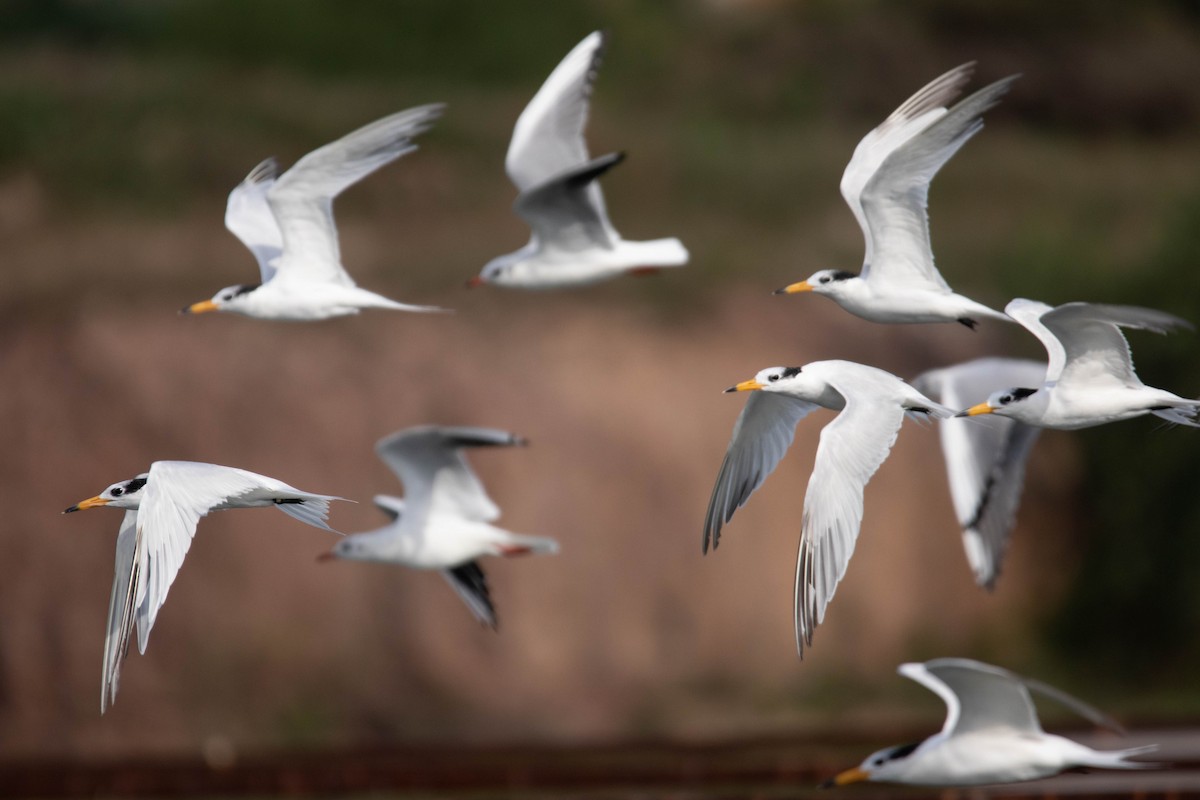 Chinese Crested Tern - ML657959375