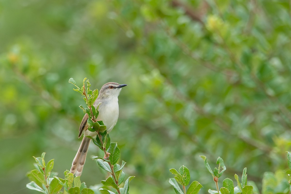 Tawny-flanked Prinia - ML657959377
