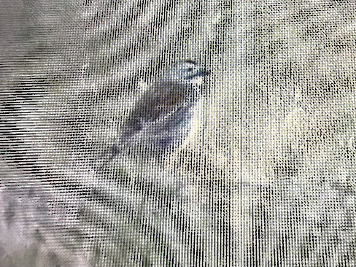 Thick-billed Longspur - ML657959378