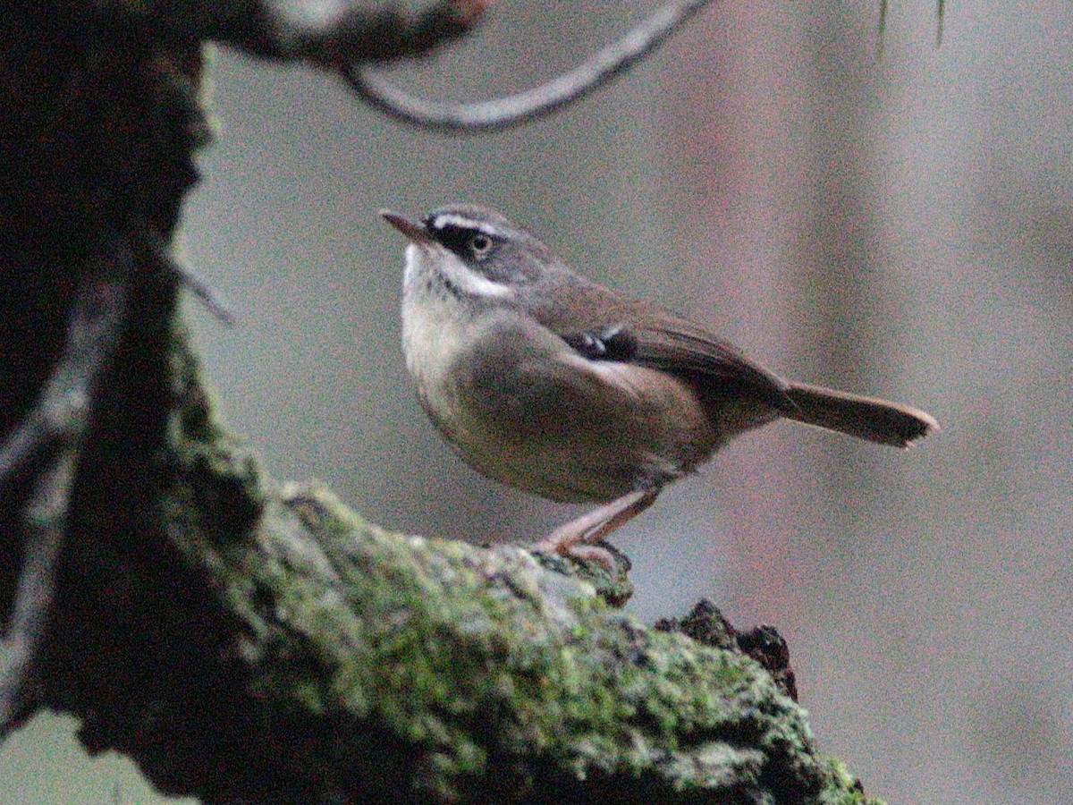 White-browed Scrubwren - ML657959379