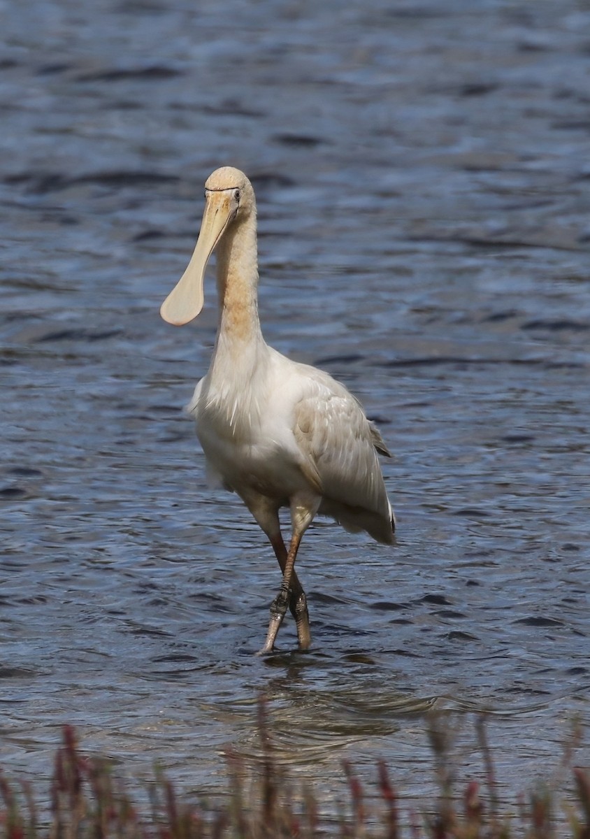 Yellow-billed Spoonbill - ML657959381