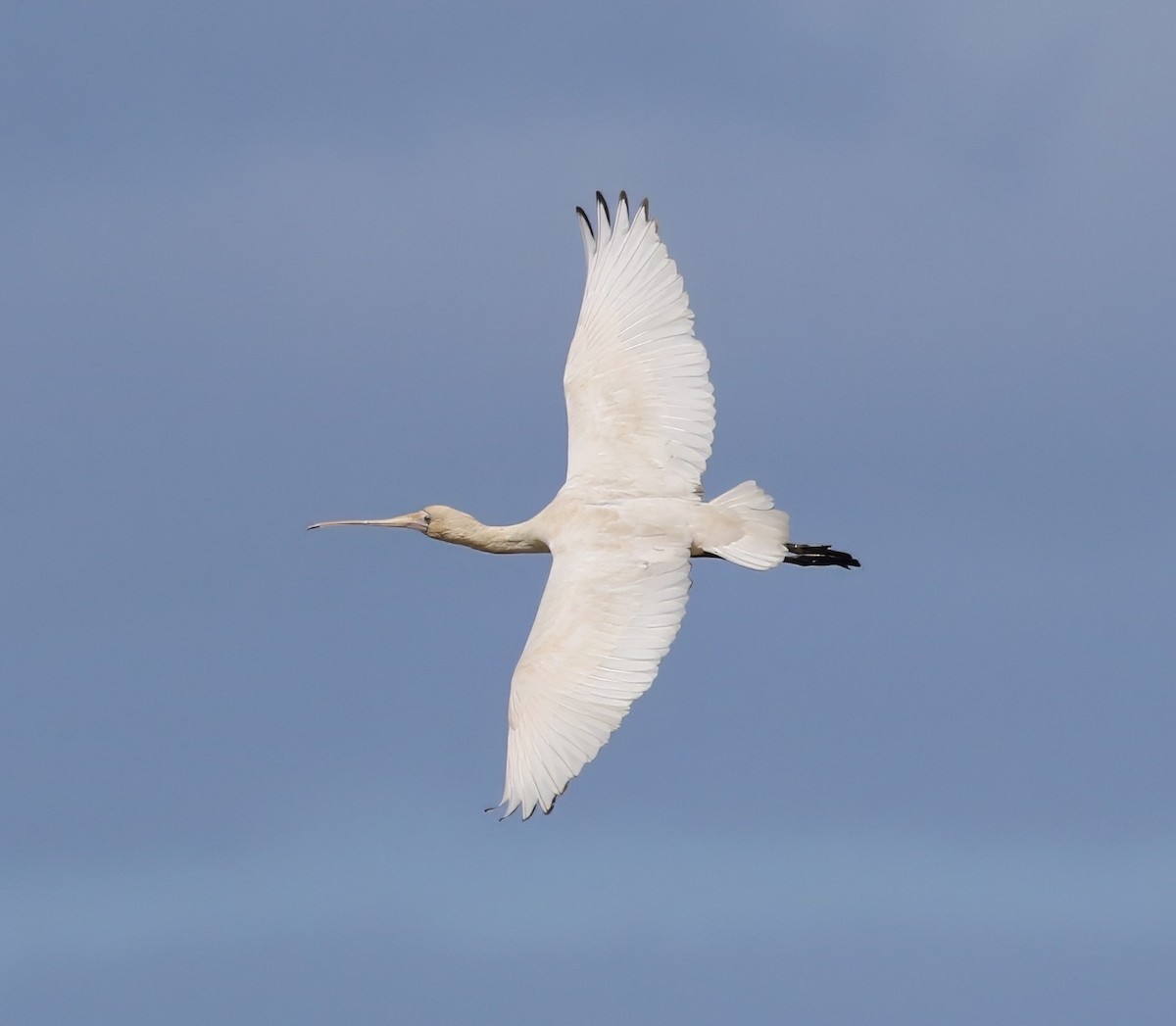 Yellow-billed Spoonbill - ML657959382