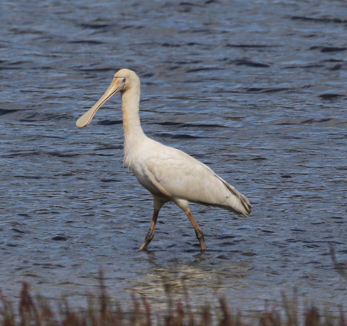 Yellow-billed Spoonbill - ML657959383