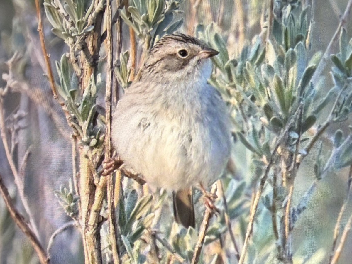 Brewer's Sparrow - ML657959384