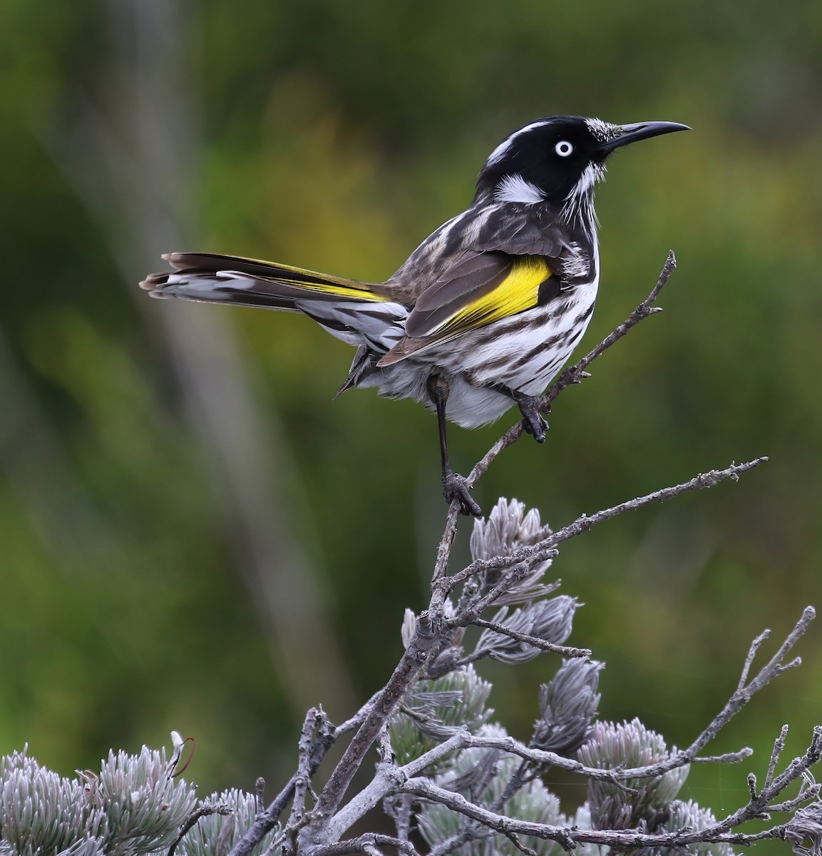 New Holland Honeyeater - ML657959386