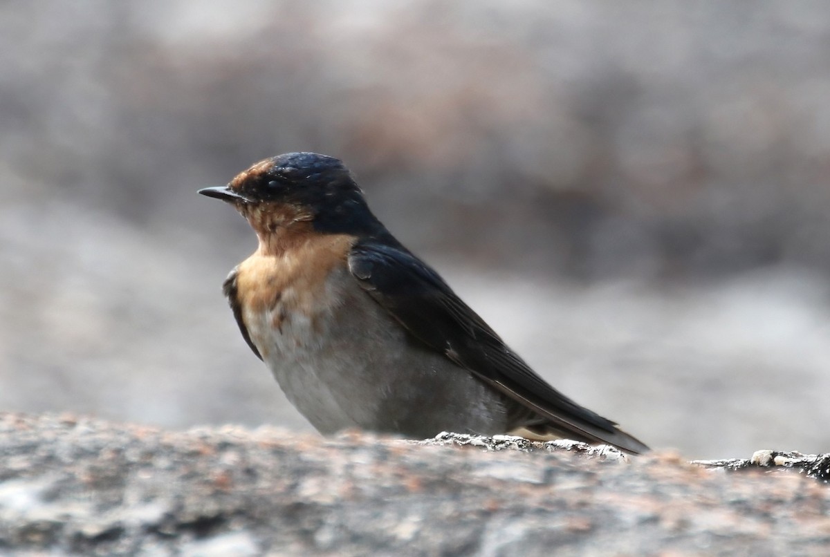 Welcome Swallow - ML657959388