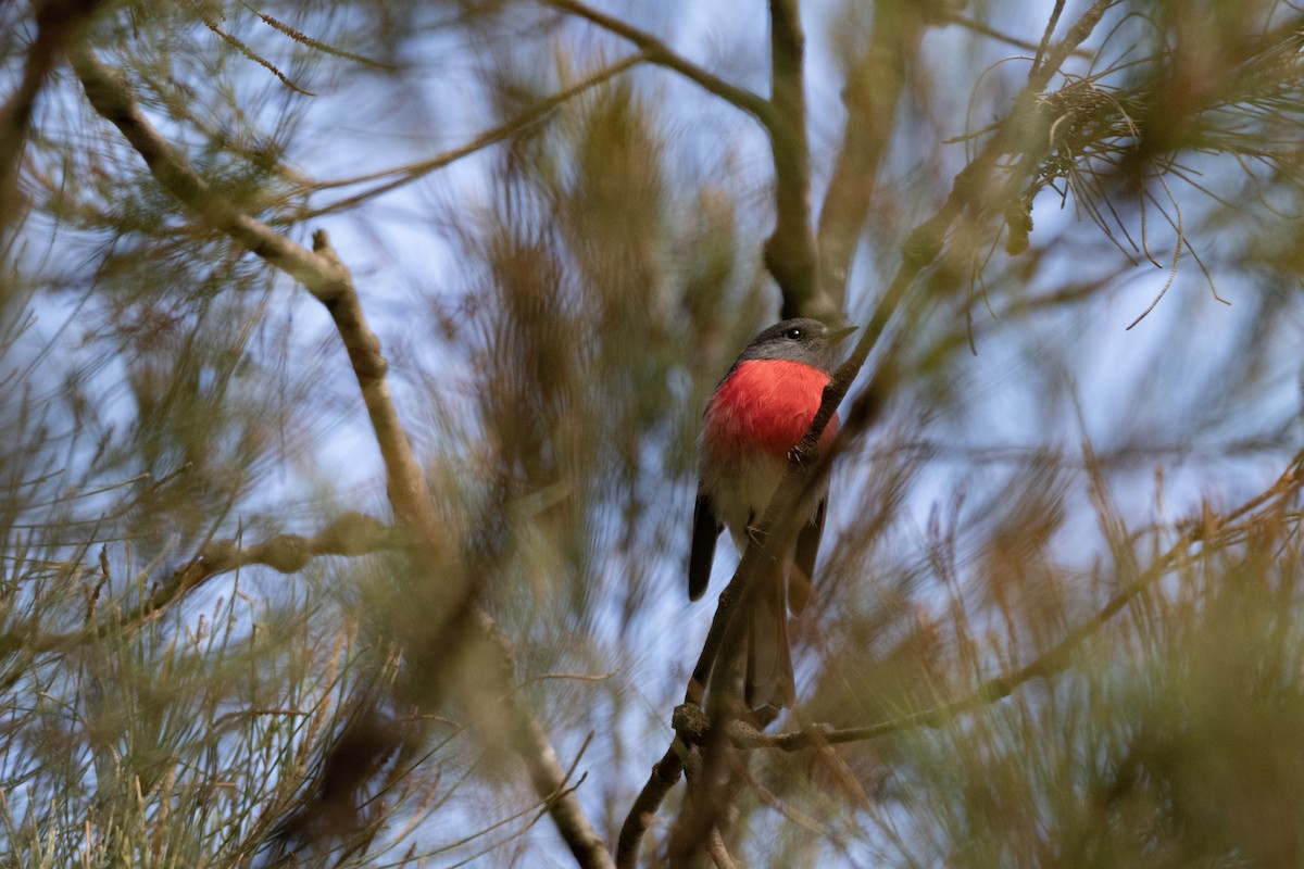 Rose Robin - ML657959389