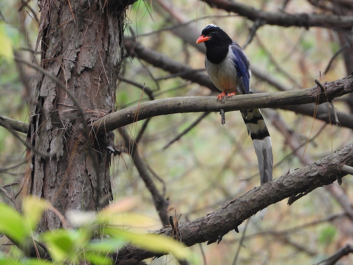 Red-billed Blue-Magpie - ML657959391