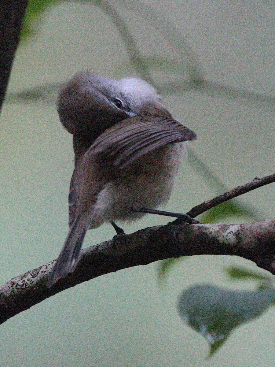 Brown Gerygone - ML657959392