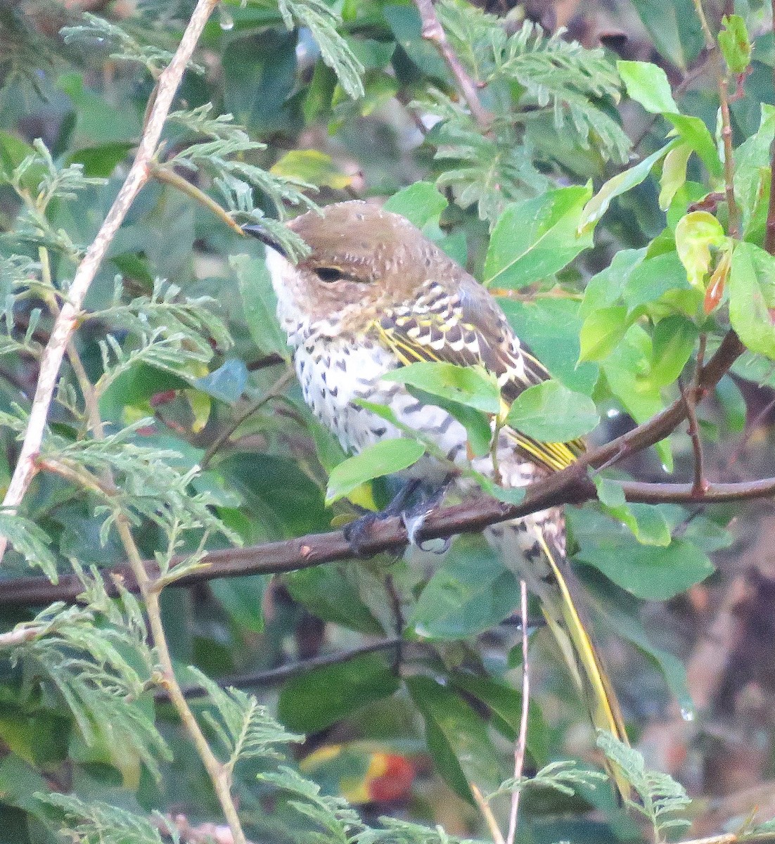 Black Cuckooshrike - ML657959410