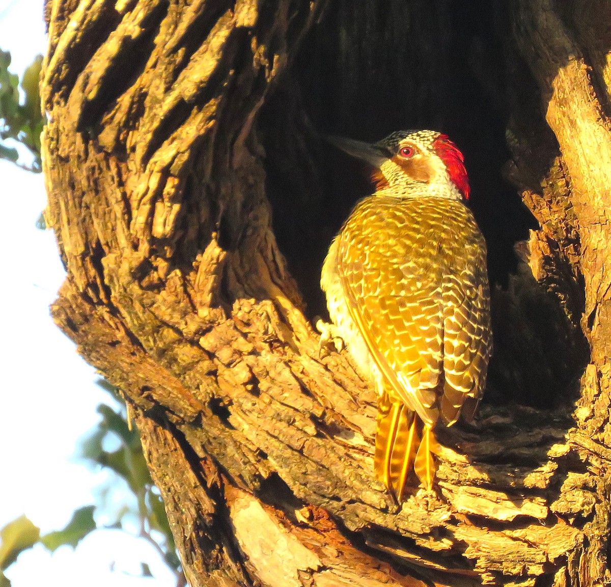Bennett's Woodpecker - ML657959424