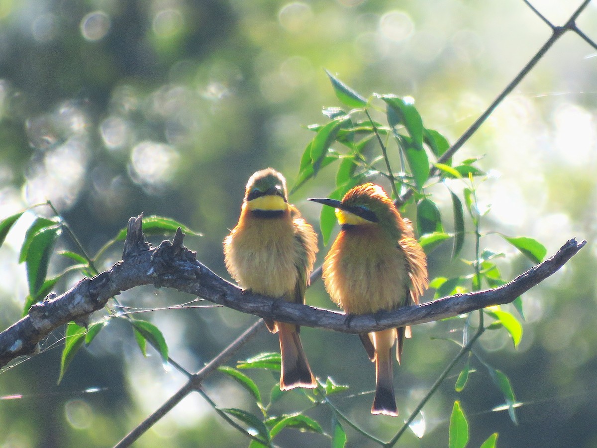 Little Bee-eater - ML657959433