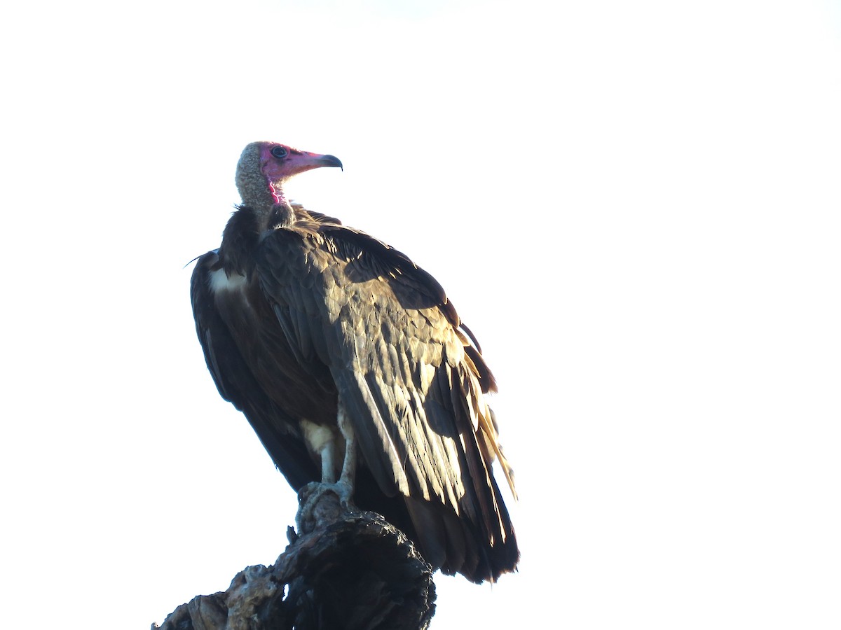 Hooded Vulture - ML657959435