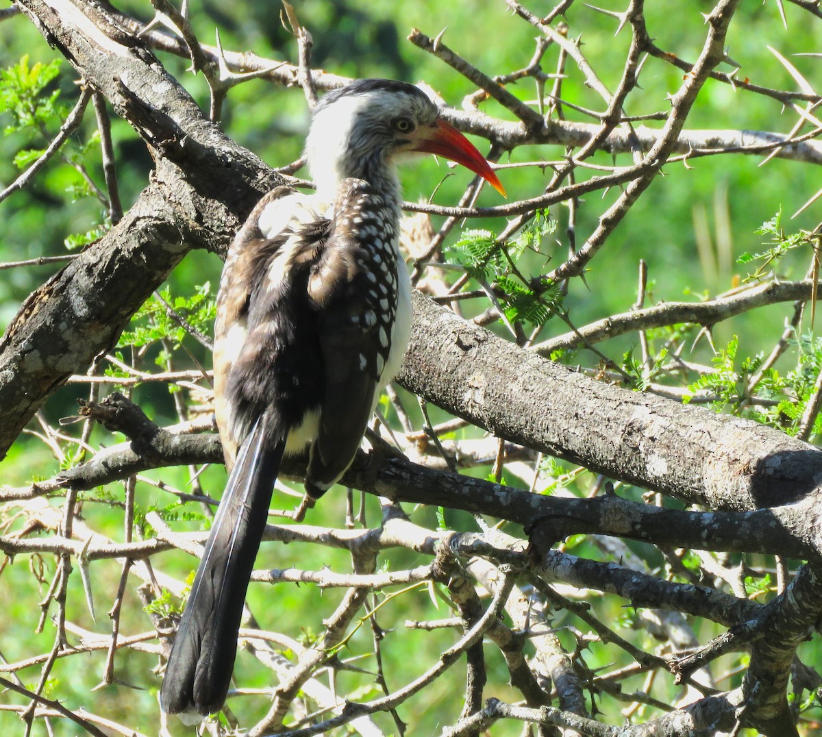 Southern Red-billed Hornbill - ML657959511