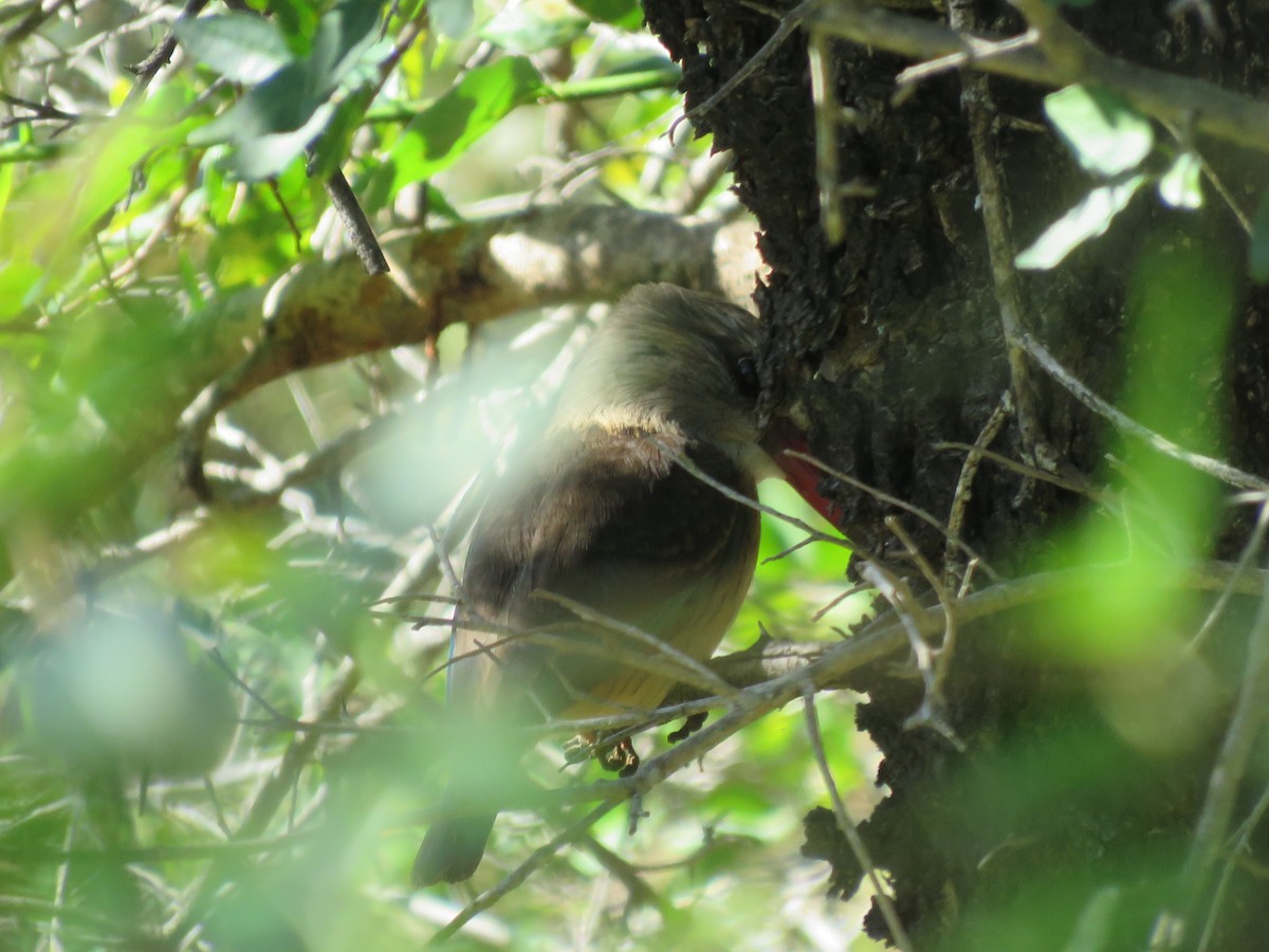 Brown-hooded Kingfisher - ML657959521