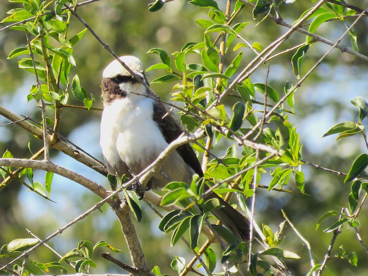 White-crowned Shrike - ML657959531
