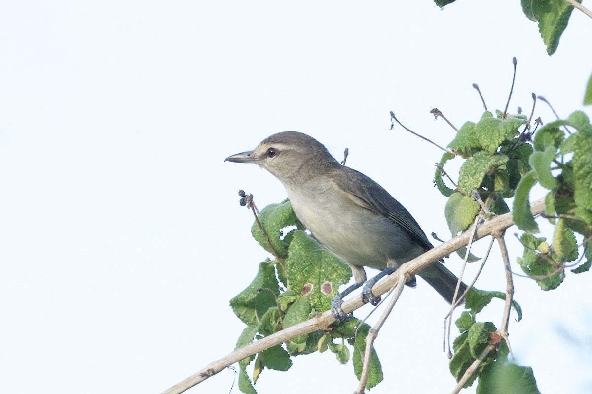 Yucatánvireo - ML657959875