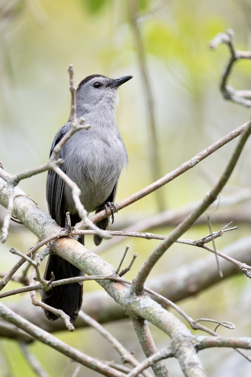 Katzenspottdrossel - ML657959879