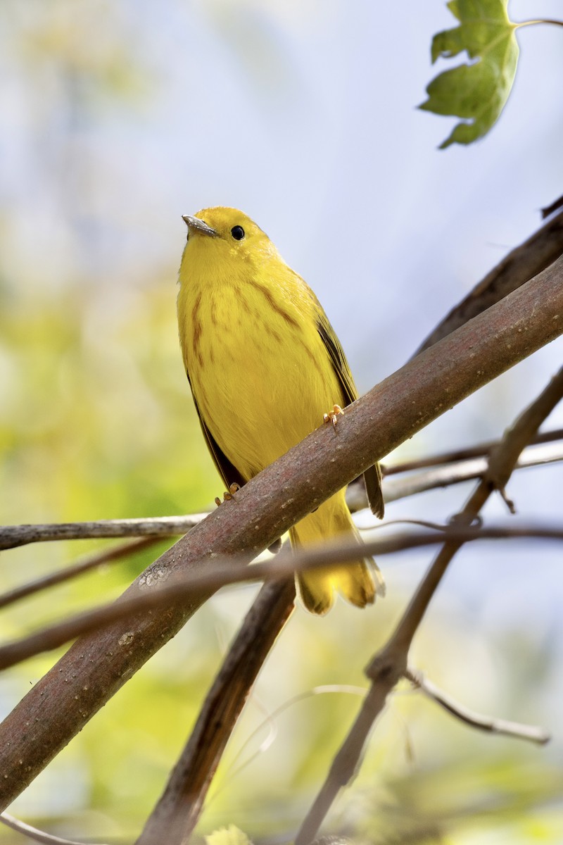 Goldwaldsänger - ML657959896