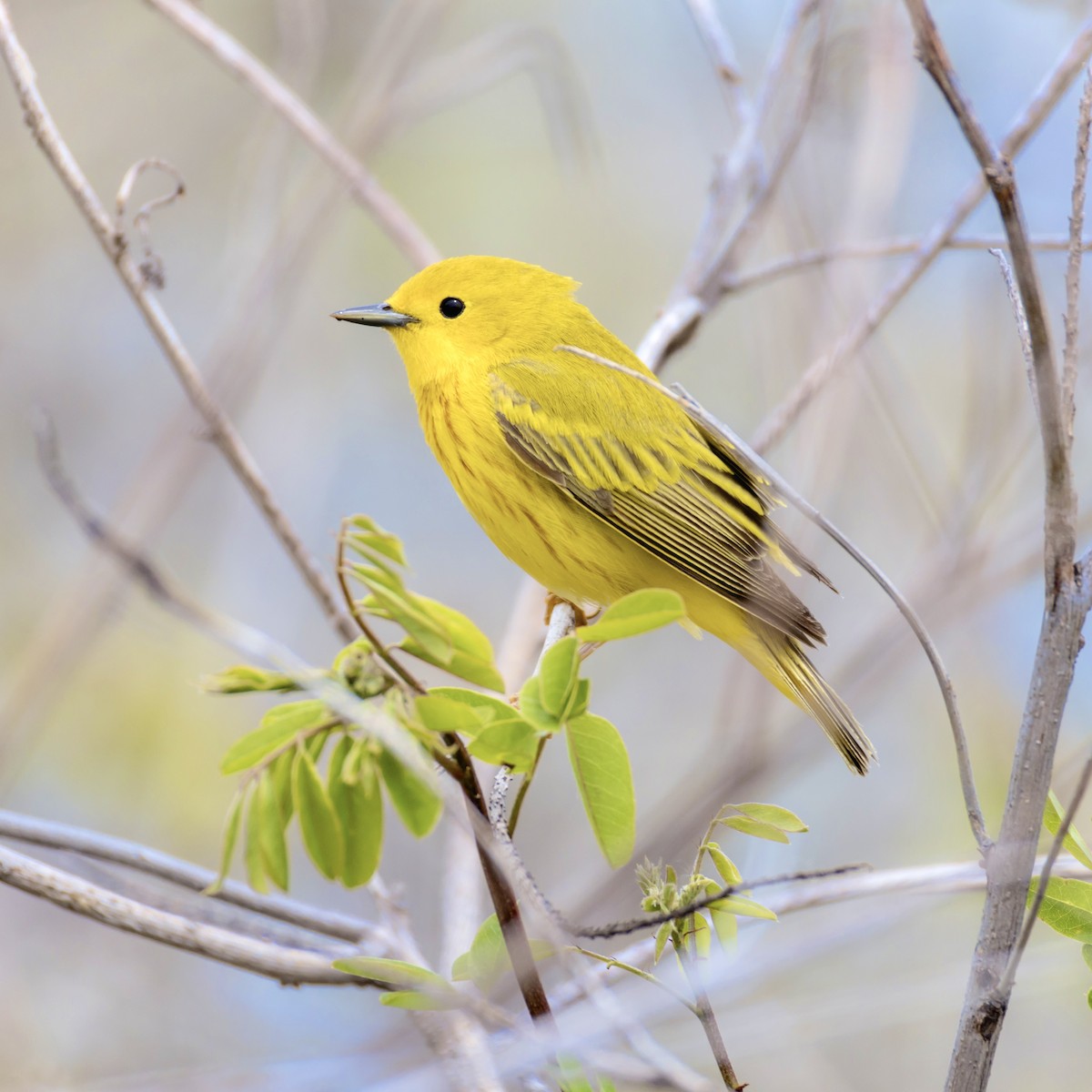Goldwaldsänger - ML657959897