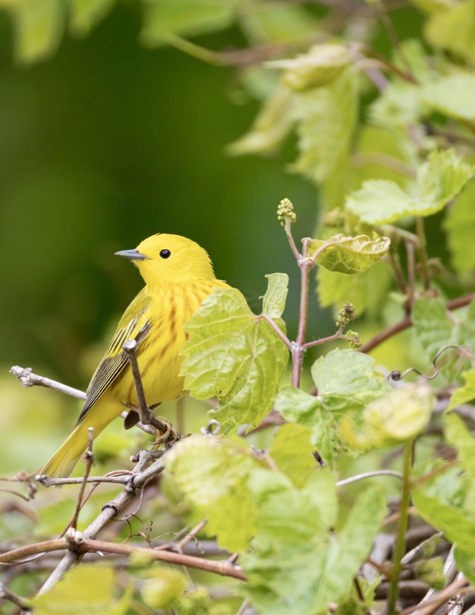 Goldwaldsänger - ML657959898