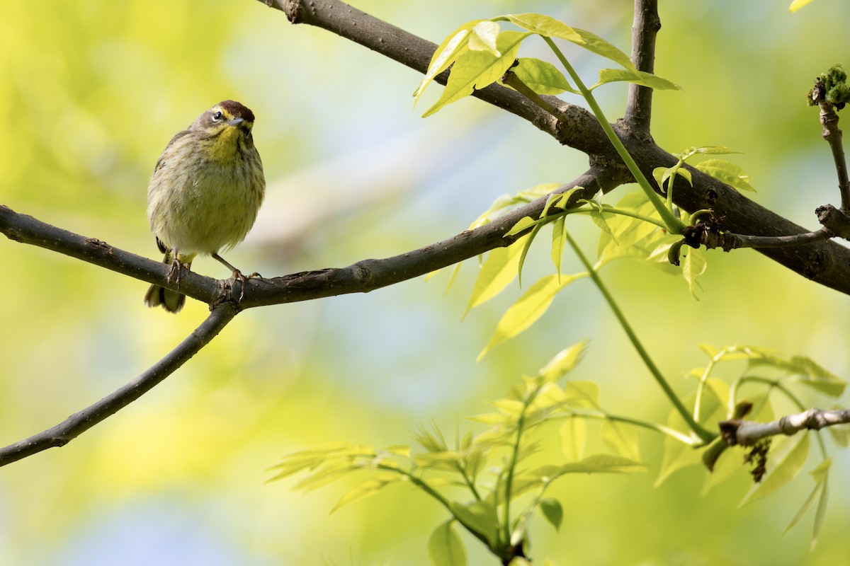 Palmenwaldsänger - ML657959902