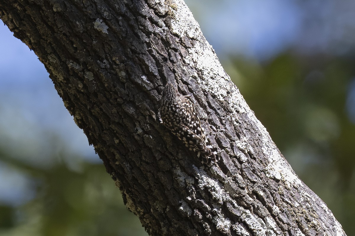 African Spotted Creeper - ML657961831