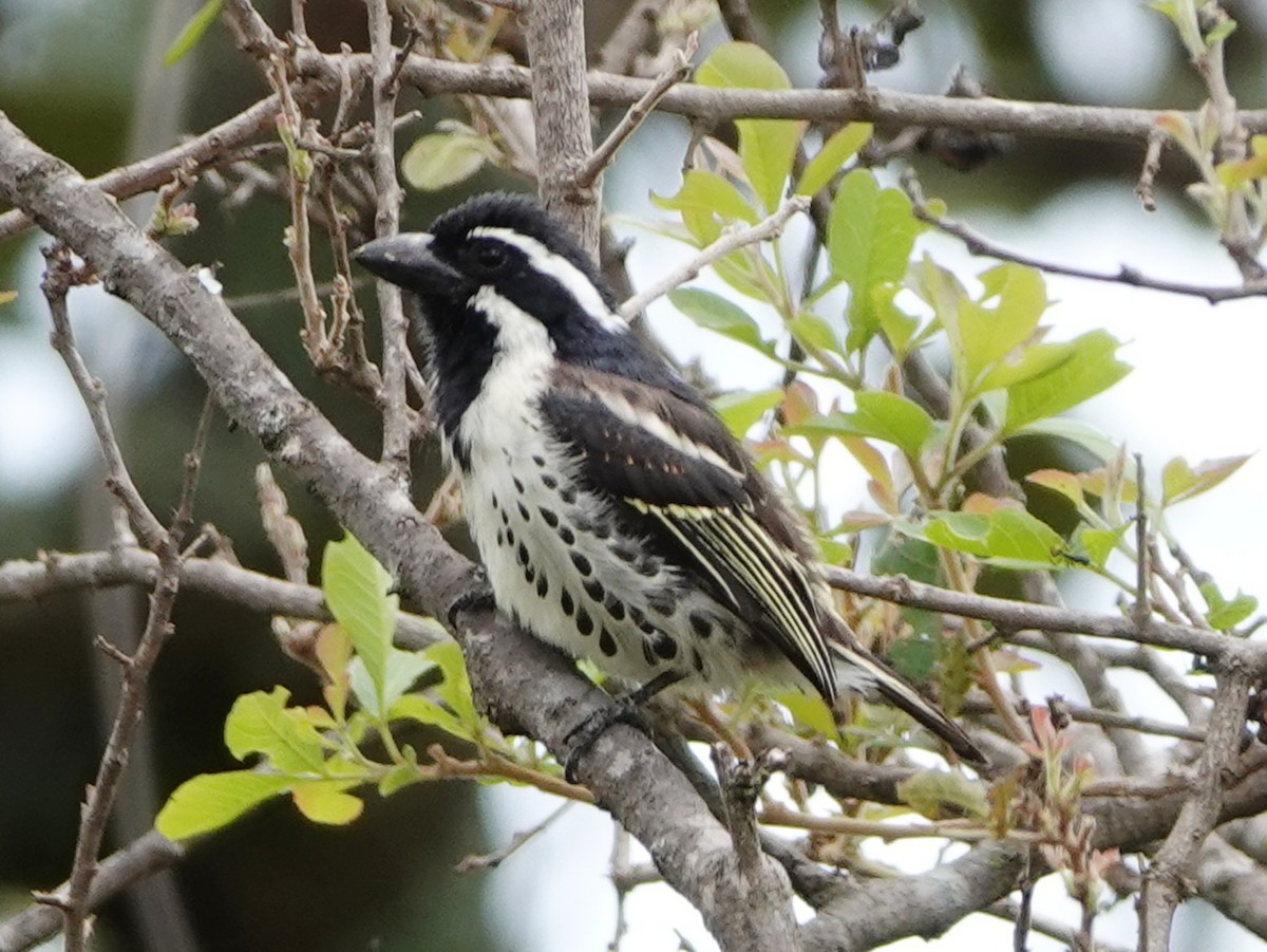 Spot-flanked Barbet - ML657962351