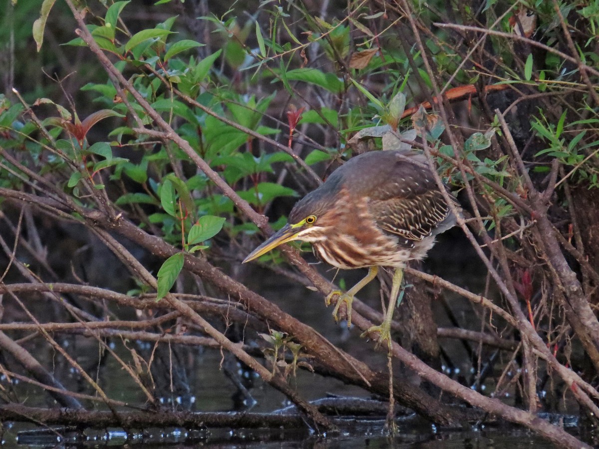 Green Heron - ML65796421