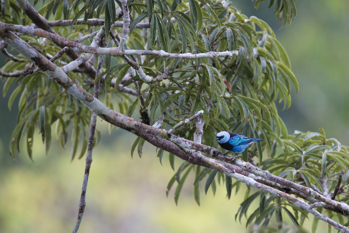 Masked Tanager - Stilpnia nigrocincta - Media Search - Macaulay Library ...