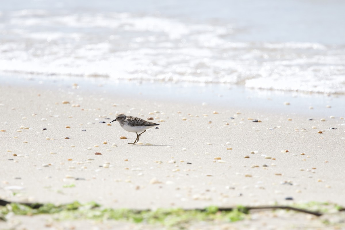 pygmésnipe - ML657965653