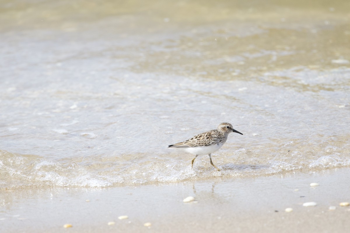 pygmésnipe - ML657965654