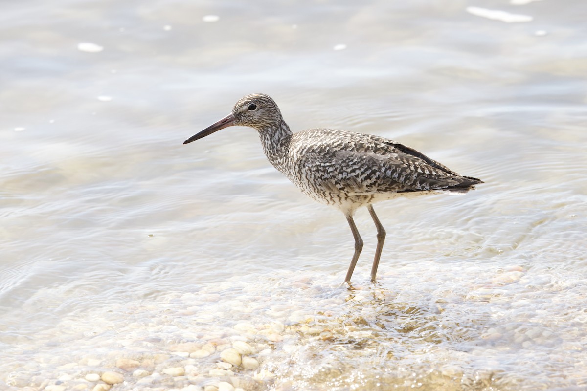 willetsnipe - ML657965665