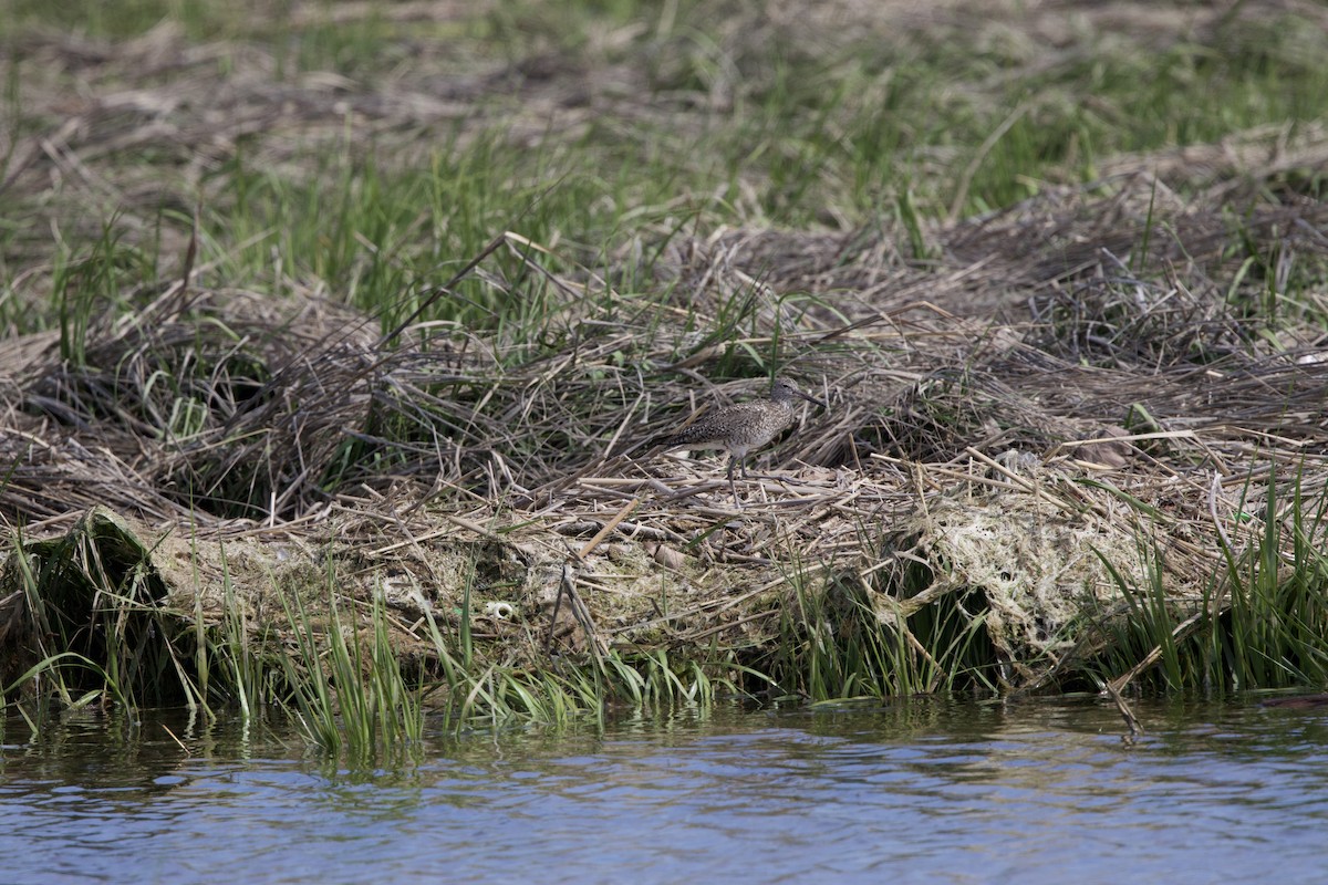 willetsnipe - ML657965668