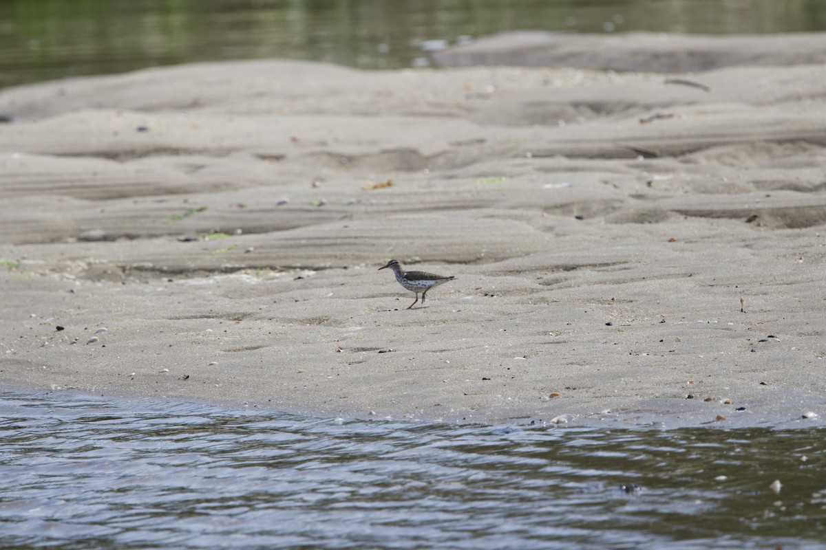 flekksnipe - ML657965678