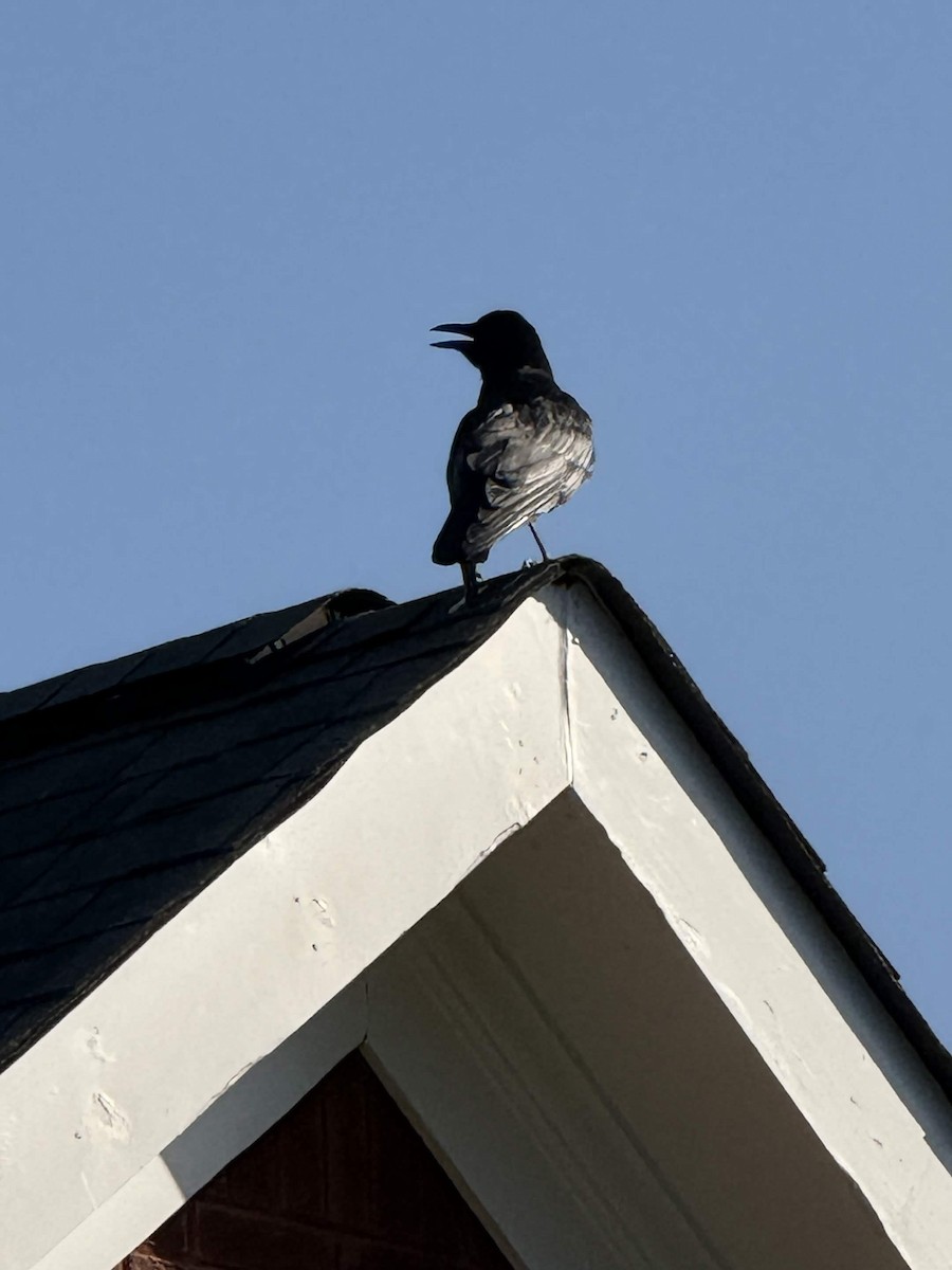 Fish Crow - ML657966812