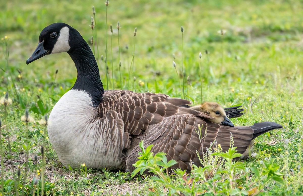 Canada Goose - ML657967033