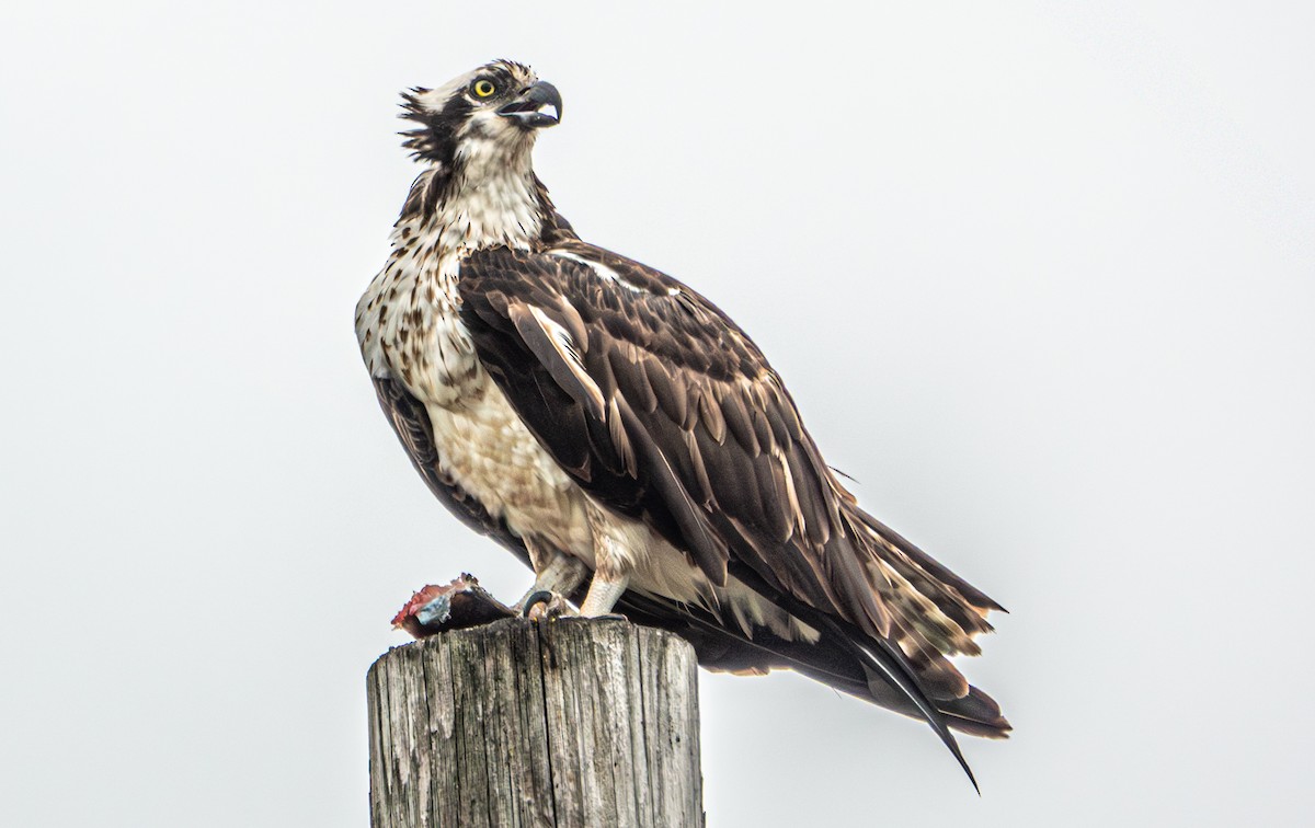 Osprey - ML657967040