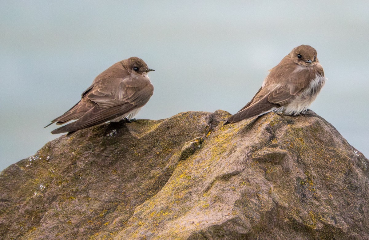 Northern Rough-winged Swallow - ML657967487