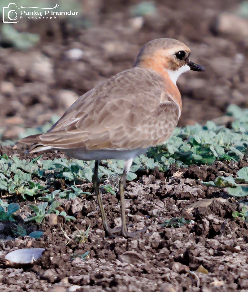 Tibetan Sand-Plover - ML657967626