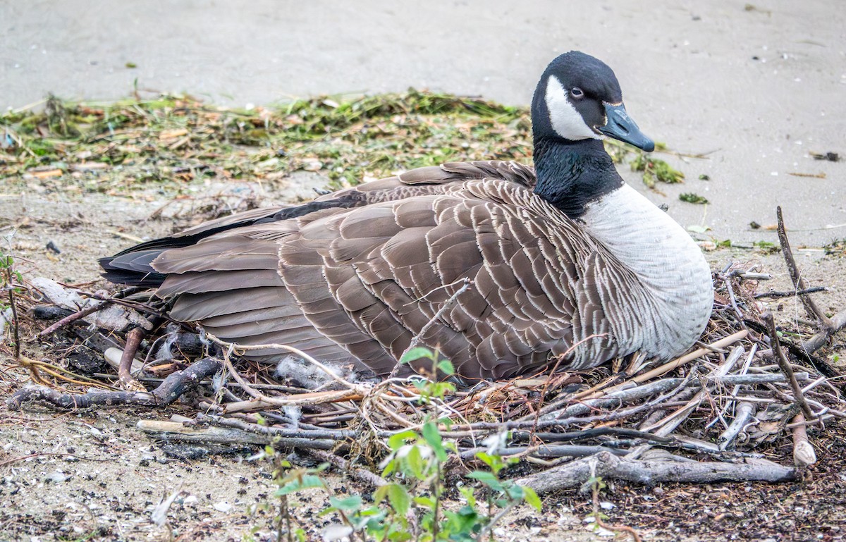 Canada Goose - ML657967780