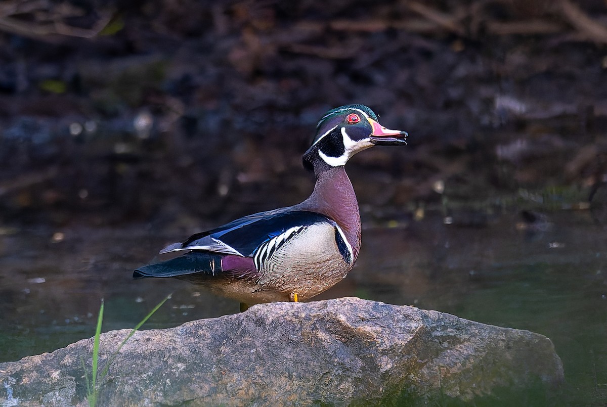 Pato Joyuyo - ML657967858