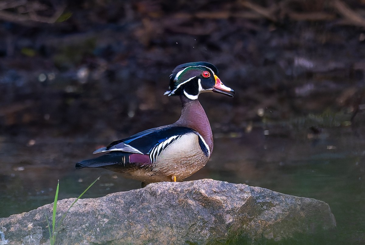 Pato Joyuyo - ML657967859