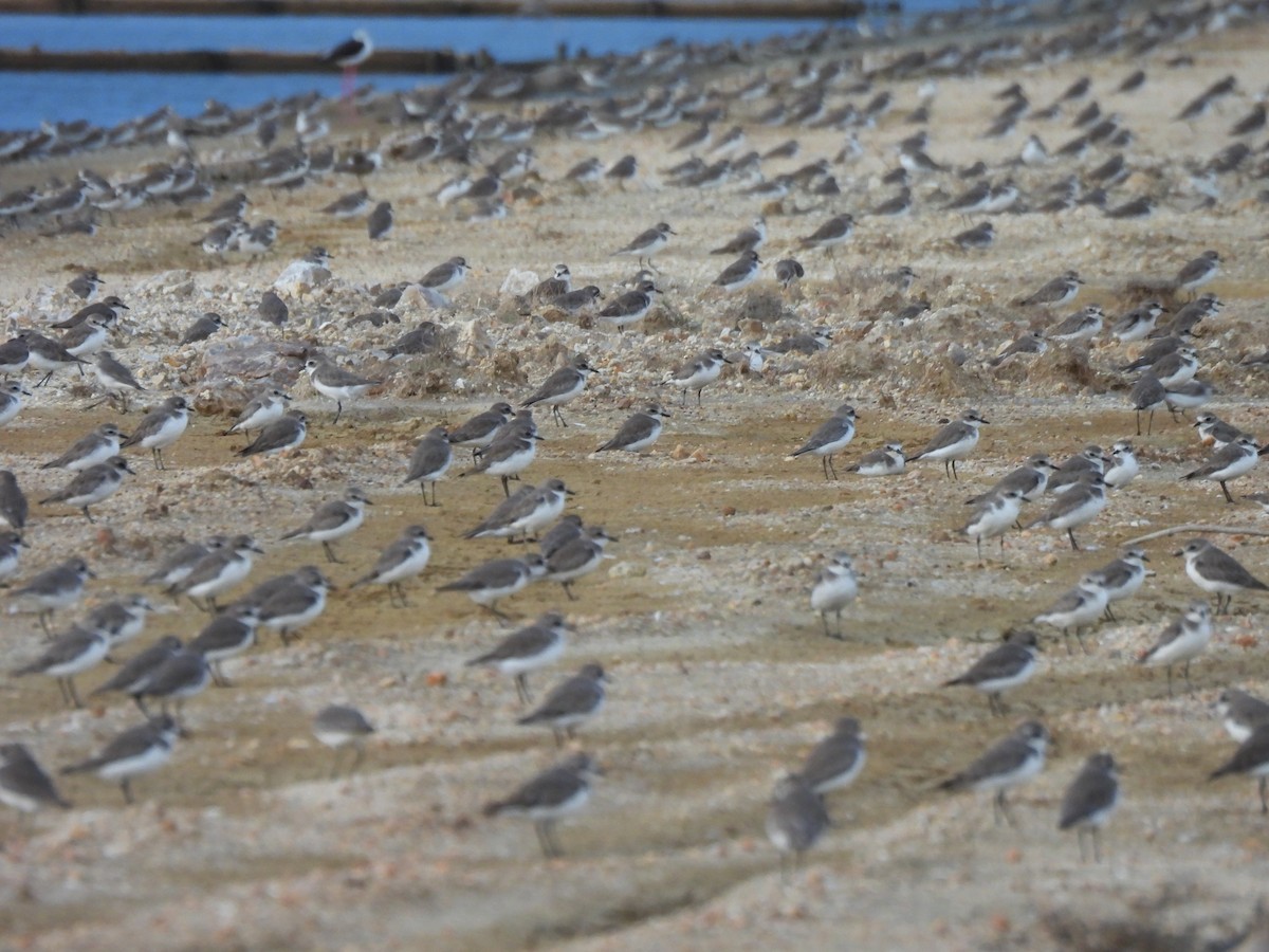 Tibetan Sand-Plover - ML657968003