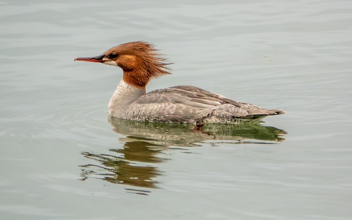 Common Merganser - ML657968106
