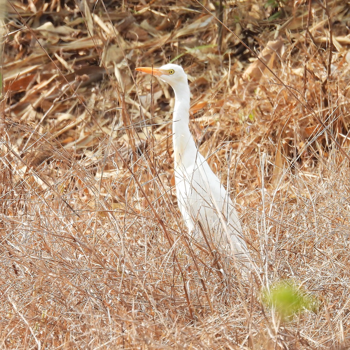 Eastern Cattle-Egret - ML657968214
